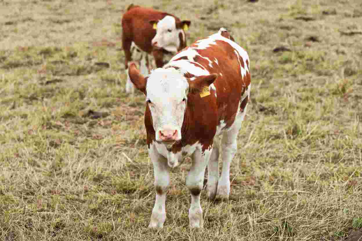 Beef