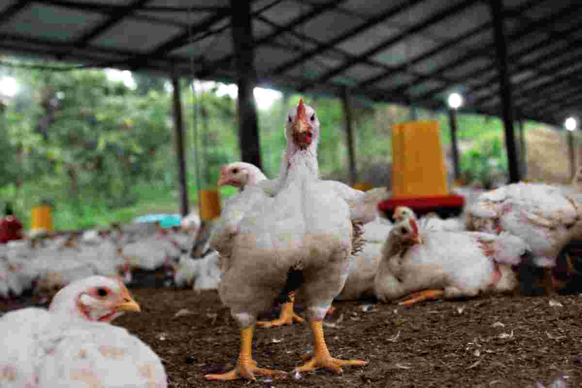 Chicken