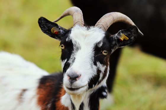 Goat products from Emunah Farms