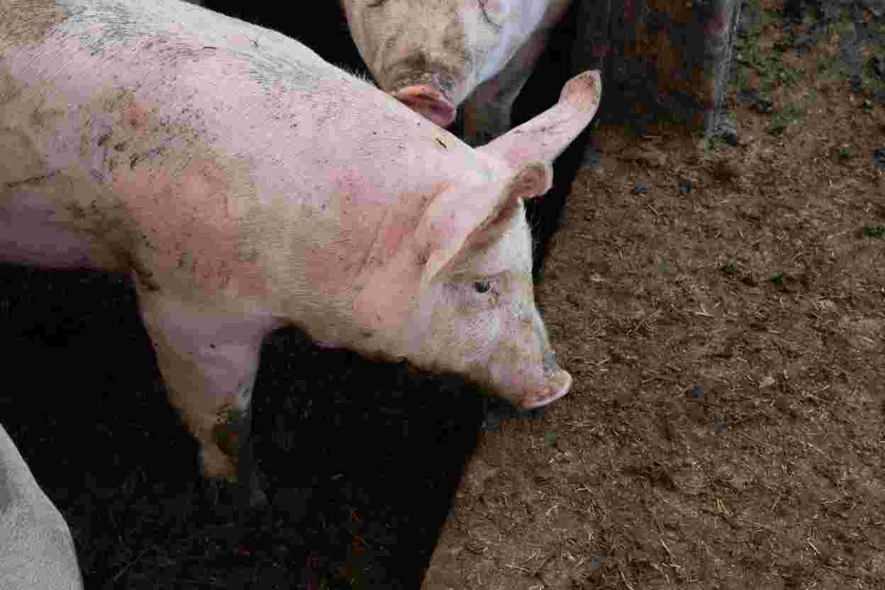 Pork